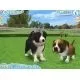 65864_g9465.webp