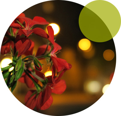 Neclaritate de fundal plăcută cu efectul bokeh realizat cu Canon PowerShot G7 X