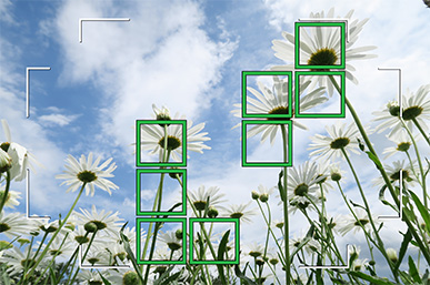 Focalizare automată pe o floare